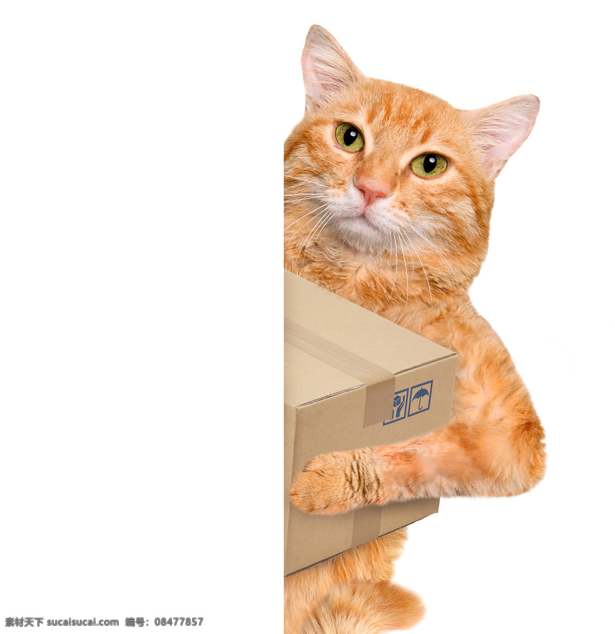 抱 箱子 小猫 猫 有趣的猫咪 宠物 猫科动物 野生动物 动物世界 陆地动物 动物摄影 猫咪图片 生物世界