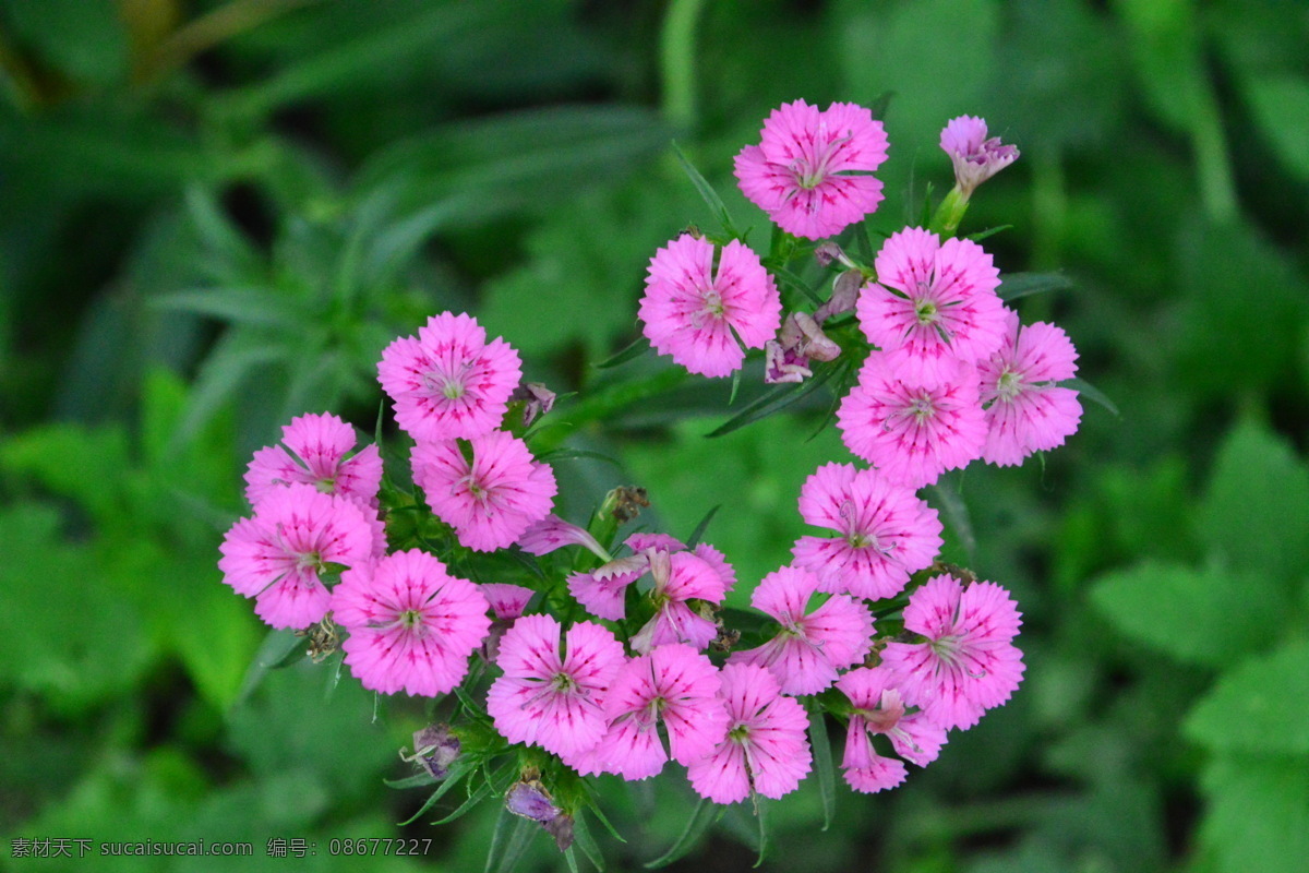 中国石竹 观赏花卉 花草 花儿 花朵 花骨朵 花卉 植物 园林绿化 绿化景观 花卉大观园 生物世界