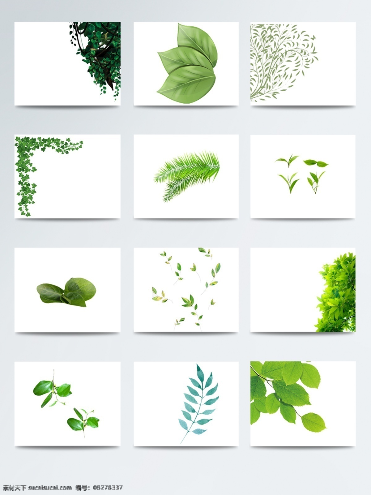 手绘 绿叶 透明 植物 初春换新 春季 绿色 清新