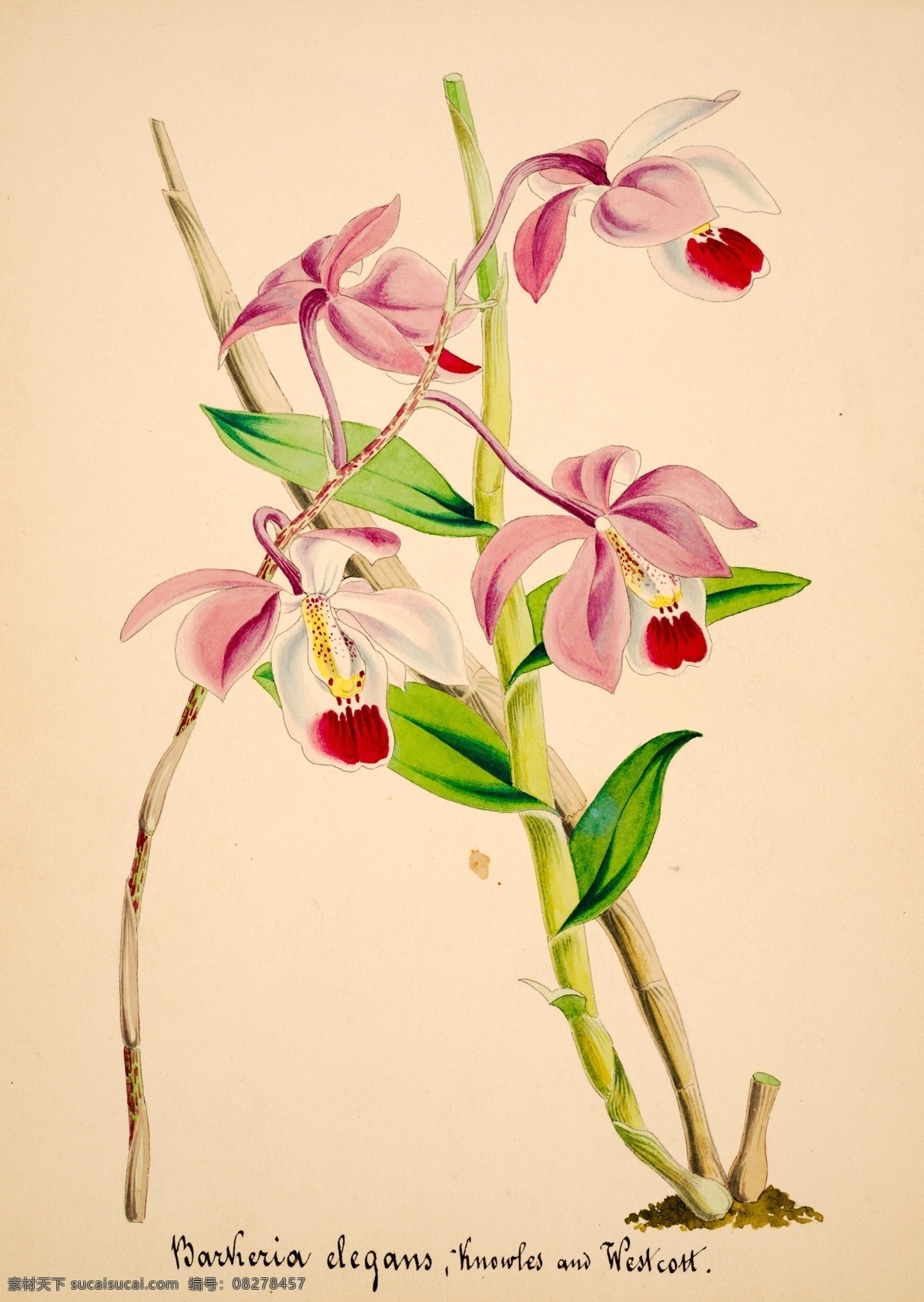 手绘兰花 植物 手绘画 水彩画 手绘花朵 兰花插画 自然 手绘花 植物果实插画 兰花 插图 彩色兰花图 唯美鲜花 漂亮 鲜花 装饰画 欧式 花卉 传统艺术 艺术 花朵 花鸟画 手绘花鸟画 风景画 插画 生物世界 花草