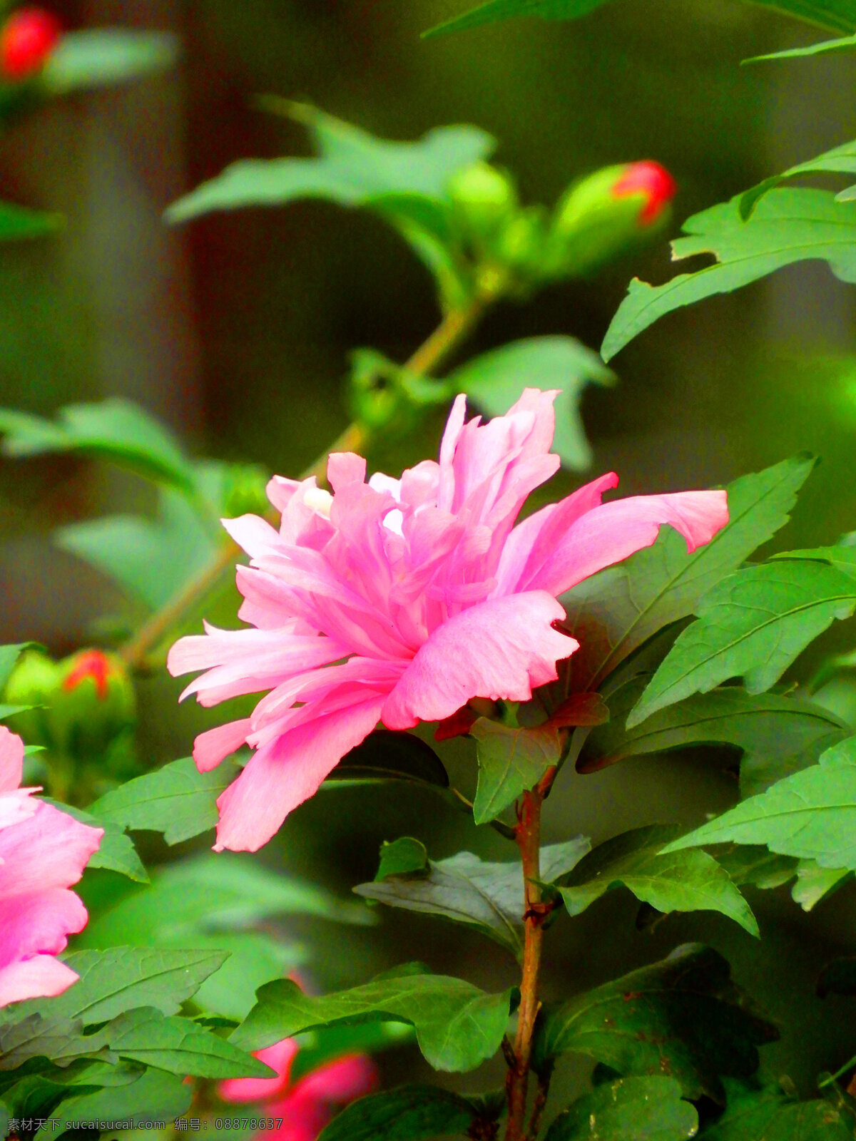 木槿花 花朵 花瓣 盛开 鲜花 粉色 绿叶 叶子 生物世界 花草