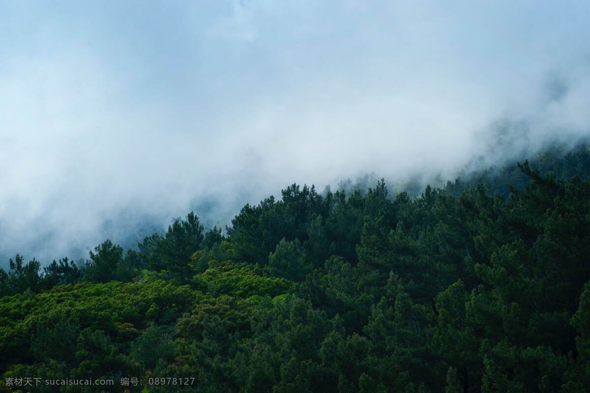 清晨 植物园 大树 原始森林 自然风景 阳光 夕阳 黄昏 照射 光线 光斑 苍天大树 树干 热带雨林 公园 丛林 丛林深处 国家公园 森林公园 林间小路 林海 自然景观 生态 生态平衡 环境保护 环境优美 清新 新鲜空气 枯树 大雾 高山流水 青山绿水 树林 树木 植物 树 青苔 树叶 绿叶 山水风景