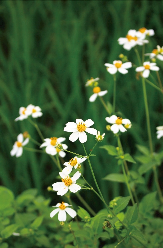 雏菊 野外 花 菊花 绿色 竖图 生物世界 花草