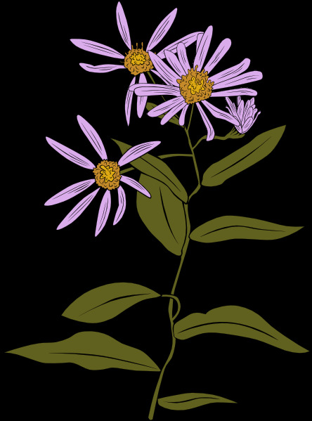 aster conspicuus 紫菀 剪贴 画 矢量图 其他矢量图