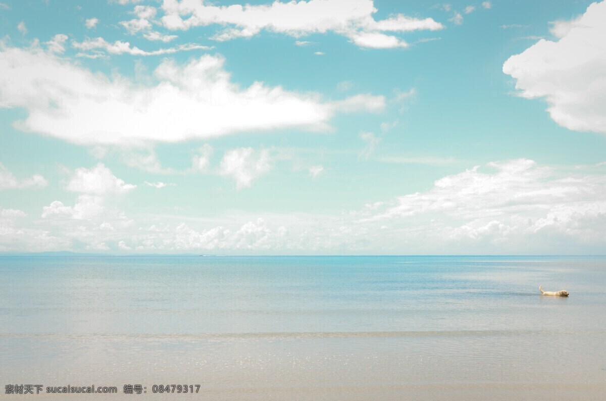 蓝天 白云 大海 狗 地平线 天空 宠物 户外 景观 海 海滩 海阔天空 游泳 游泳的宠物 立夏 图片照片背景 自然景观 自然风景