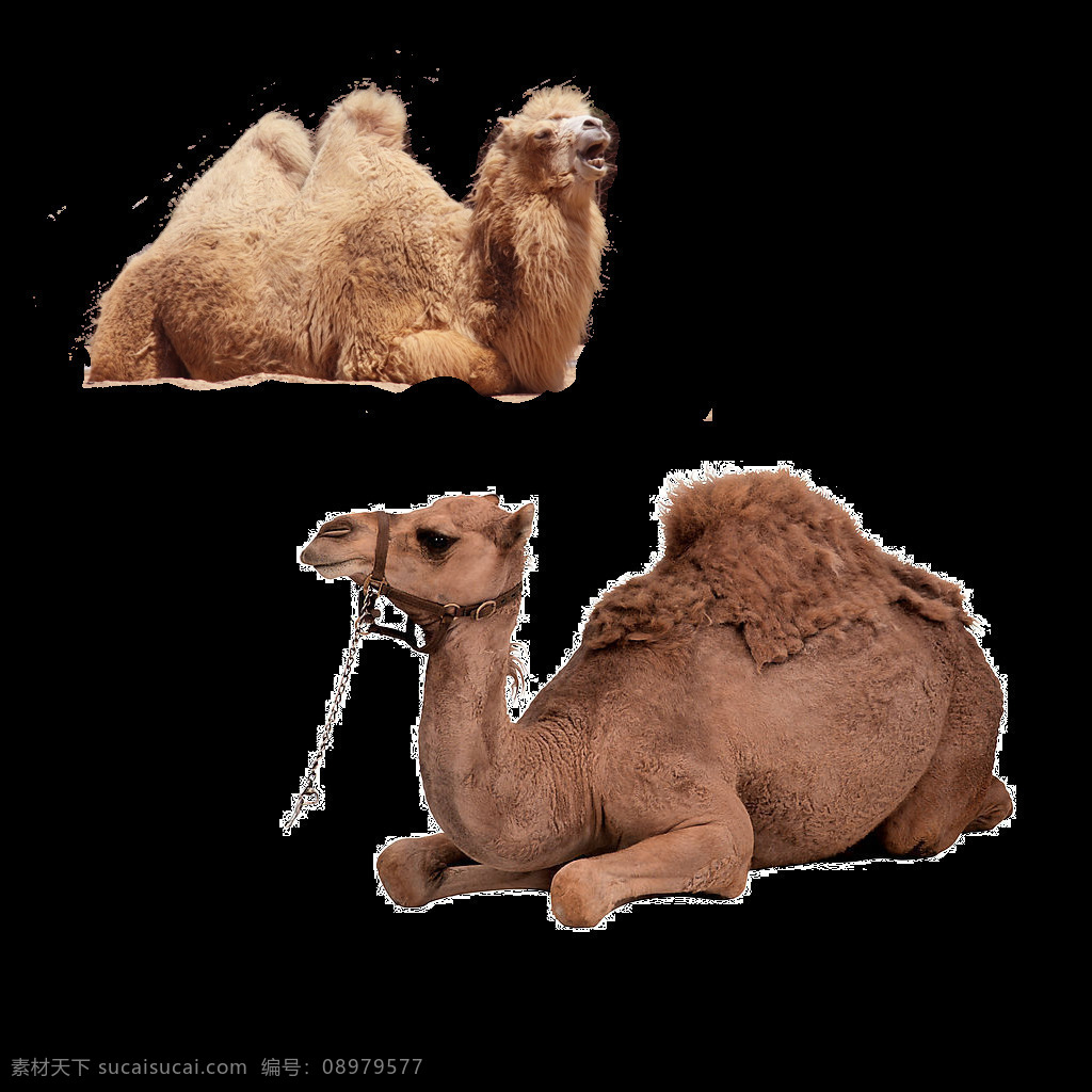 沙漠 动物 骆驼 元素 实物 免抠