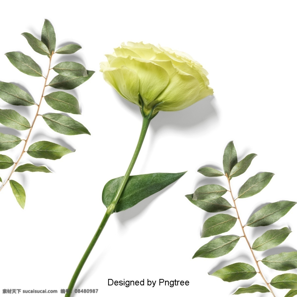 美丽 鲜花 花瓣 束 花 花束 花叶 枝 新鲜 开花 黄色