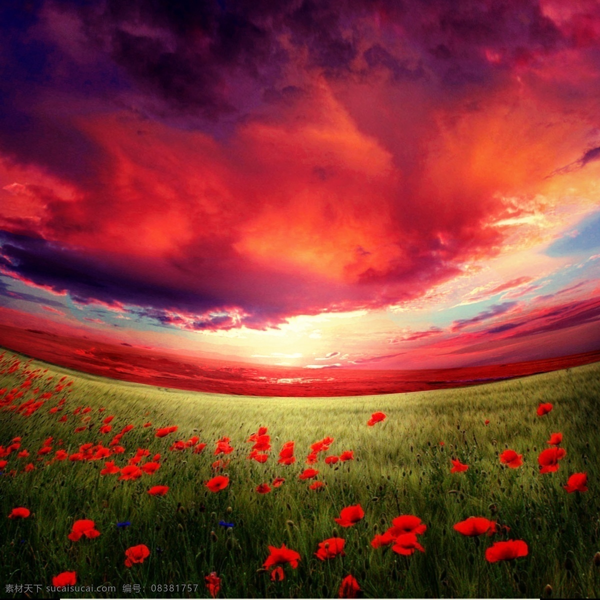花海 红色 天空 背景 合成 ps图片合成 夕阳背景