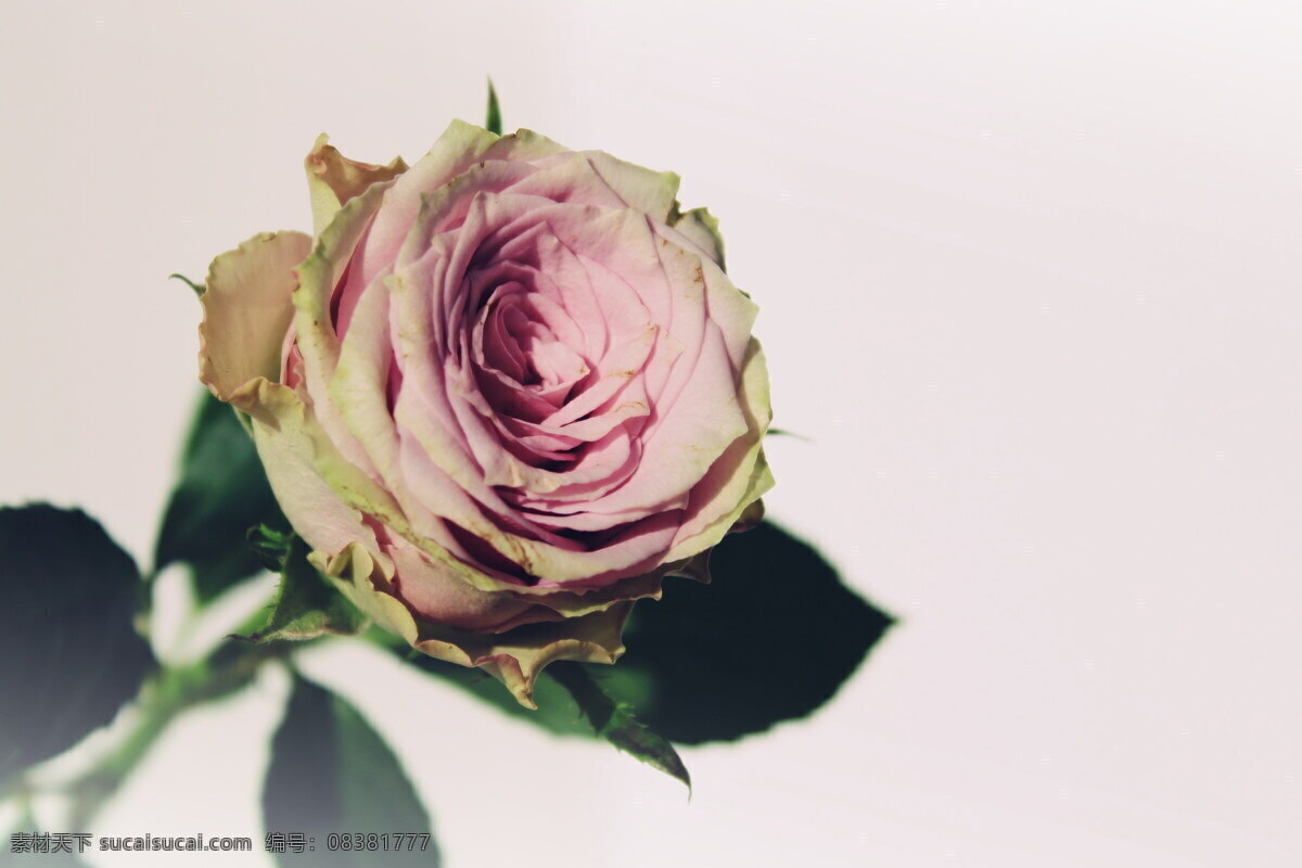 唯美 粉色 玫瑰花 玫瑰 粉色玫瑰 粉花 粉色花朵 花朵