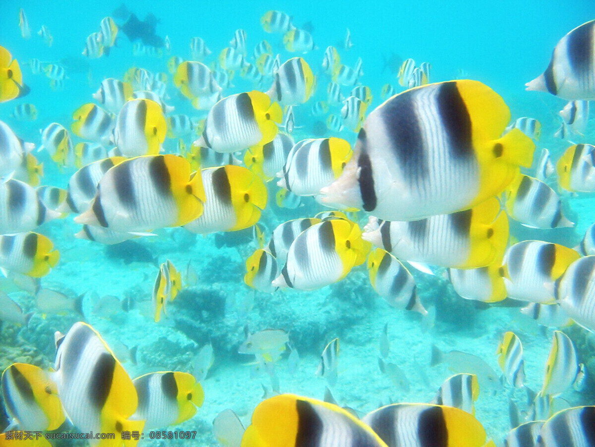 海洋生物 海底世界 海洋 礁石 生物世界 鱼 鱼类 珊蝴礁石 珊蝴 海底景色