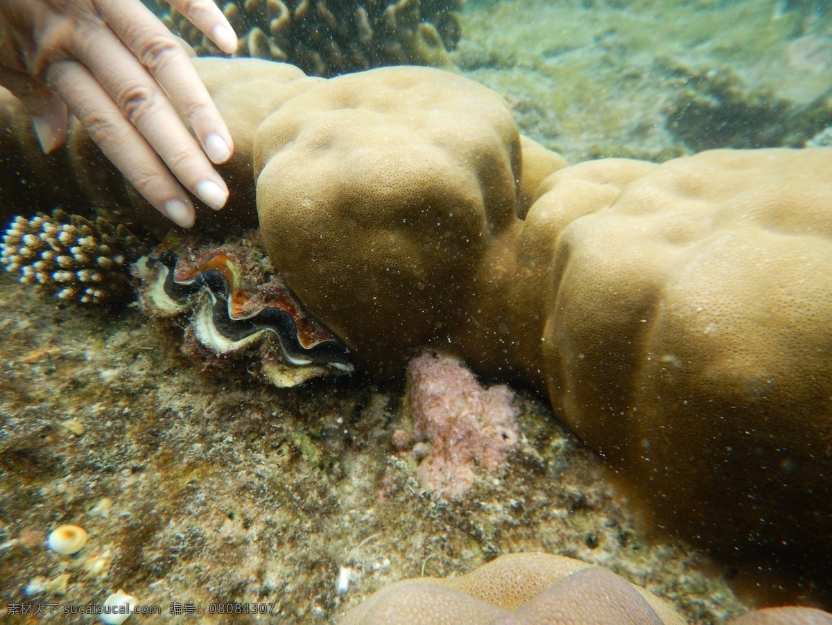 珊瑚与贝壳 马尔代夫 珊瑚礁 大海 海底世界 海水 海洋 蓝色海洋 清澈 湛蓝 热带 生物 被困住的鱼儿 摄影作品 生物世界 海洋生物
