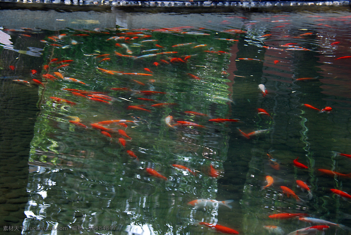 花池 旅游 生物世界 夏天 小河 鱼类 北京 菖蒲 河 公园 锦鲤 北京市 菖蒲公园 河堤 锦鲤鱼 观赏