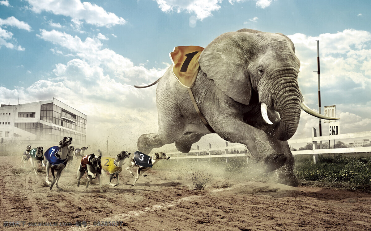 象 小象 象群 非洲大象 非洲草原 象鼻子 象鼻 动物世界