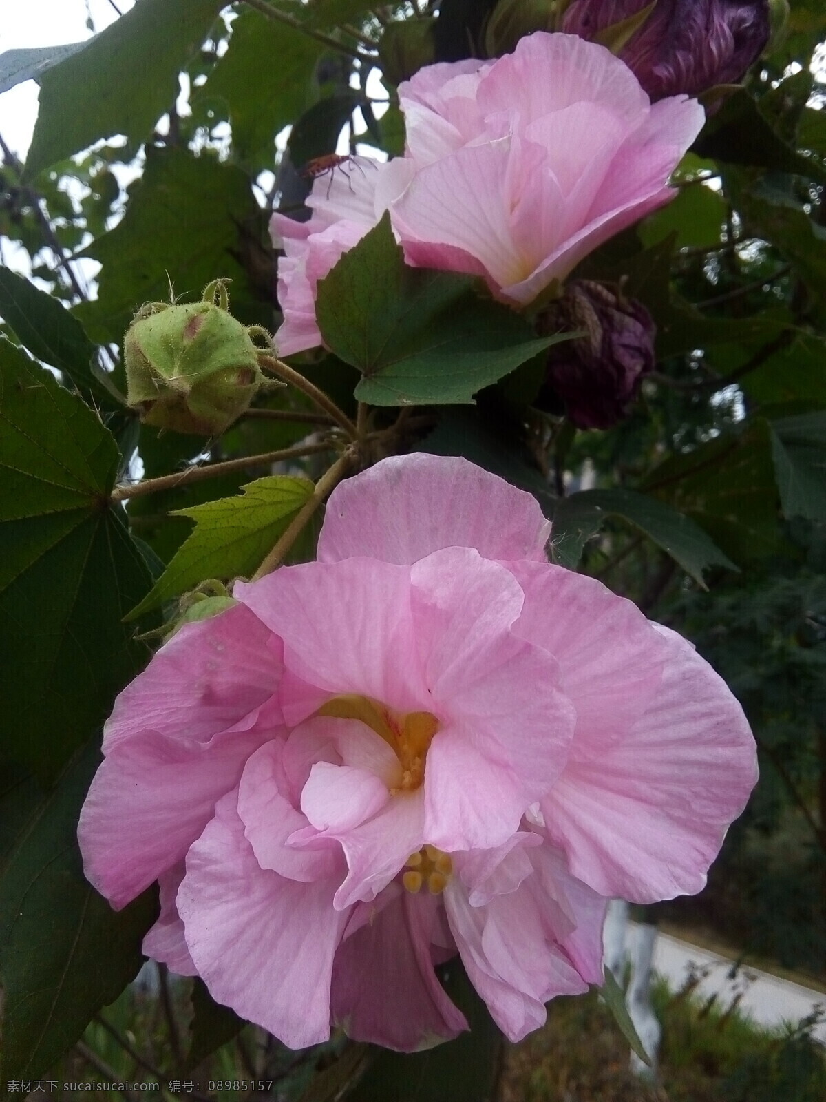 木芙蓉 芙蓉 三变花 芙蓉花 拒霜花 木莲 地芙蓉 华木 生物世界 花草