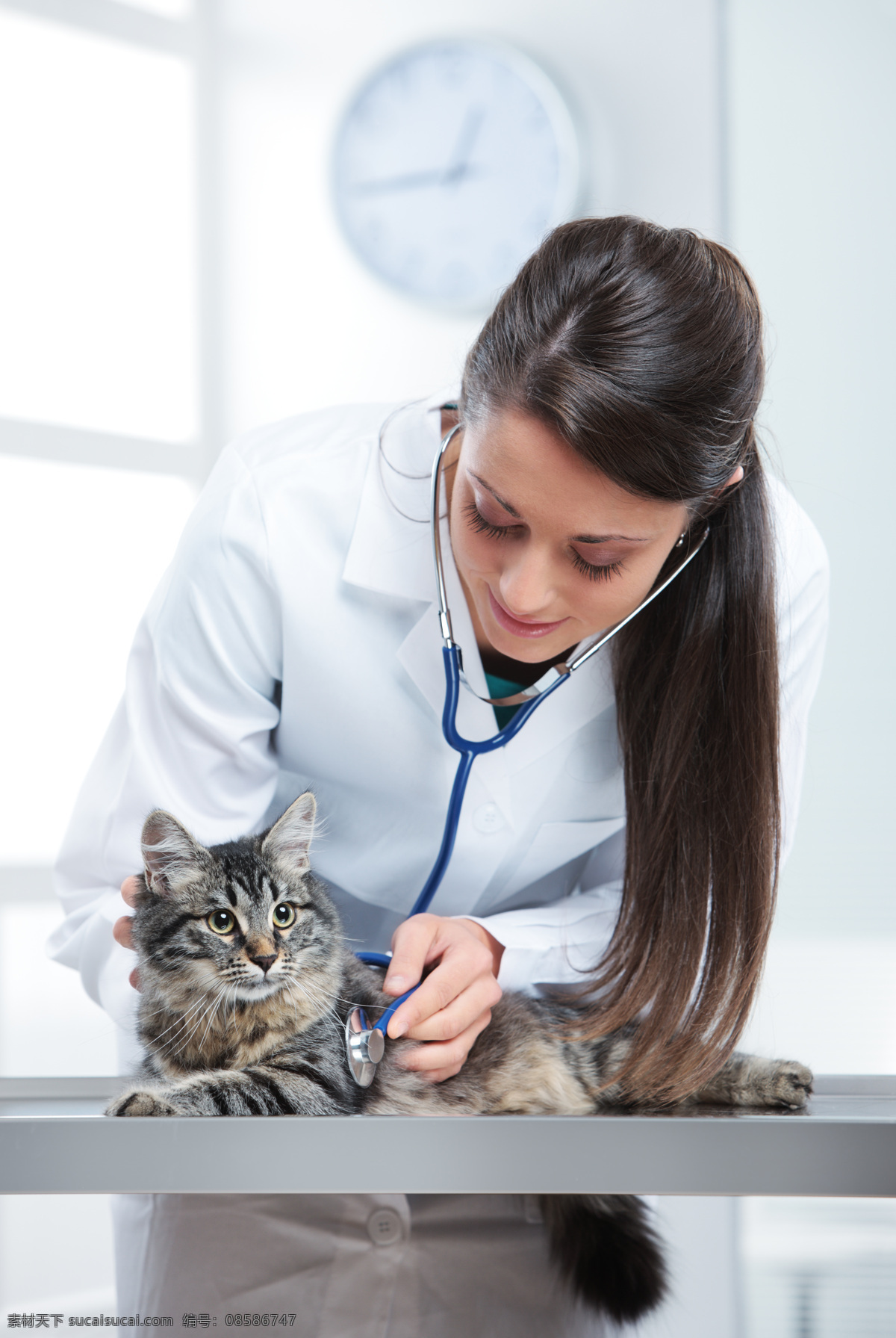女 兽医 小猫 猫 宠物猫 可爱小猫 陆地动物 生物世界 商务人士 人物图片