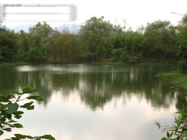 西溪 湿地 风光 杭州 湖 湖水 旅游摄影 摄影图 树 水中倒影 西湖 西溪湿地风光 西溪湿地 杭州旅游 风景图片 风景 生活 旅游餐饮