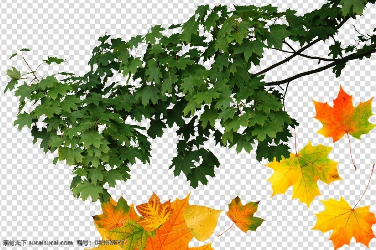 树叶 枫叶 叶子 落叶 绿叶 枝叶 树枝 植物
