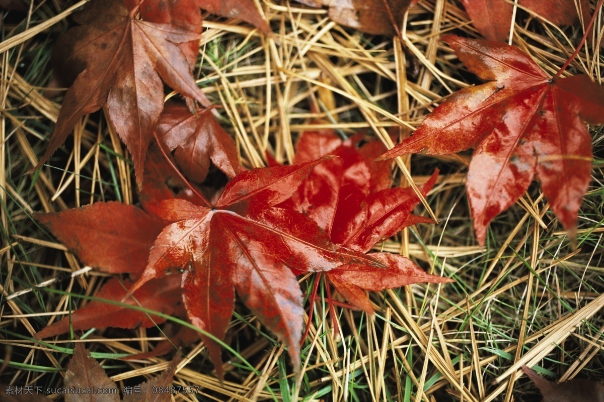 地上 落叶 秋天 秋季 黄叶 枫叶 叶子 树叶 摄影图 高清图片 花草树木 生物世界