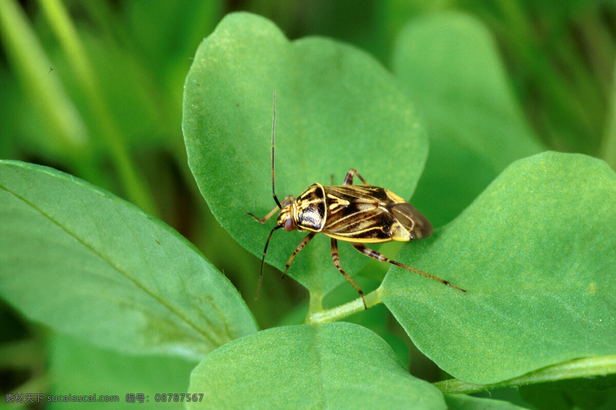 昆虫甲虫 昆虫 甲虫 绿叶 绿植 植物 叶子 害虫 蟋蟀 昆虫虫子 生物世界
