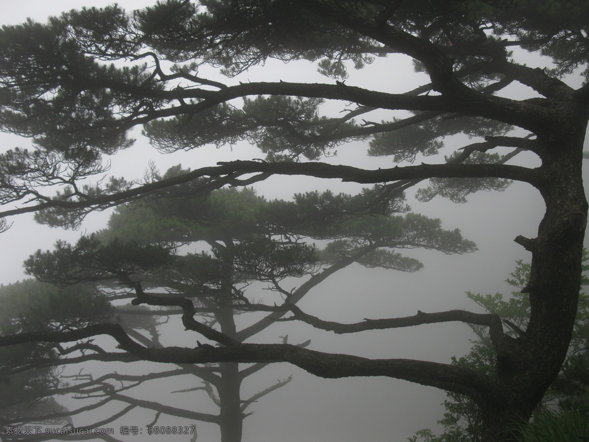 黄山 雾松 风景摄影 桌面图片 风景 生活 旅游餐饮