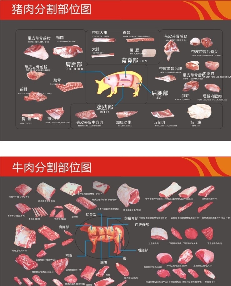 猪肉 牛肉 分割 图 分割图 部位 其他设计 矢量