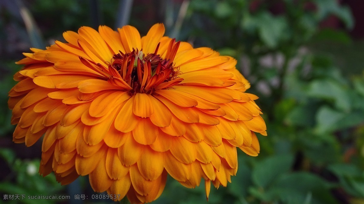 万寿菊 菊花 秋菊 花卉 花语 花艺 花朵 花瓣 生物世界 花草