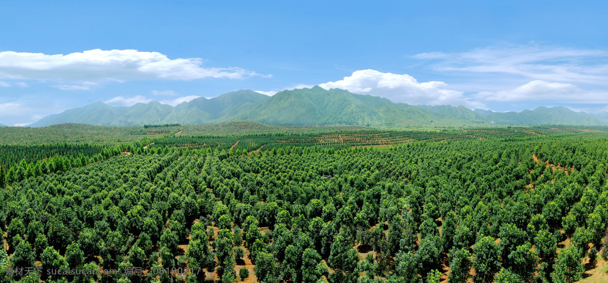 苗木基地 苗木 蓝天 白云 青山 树苗 远山 山峦 树林 树木树叶 生物世界