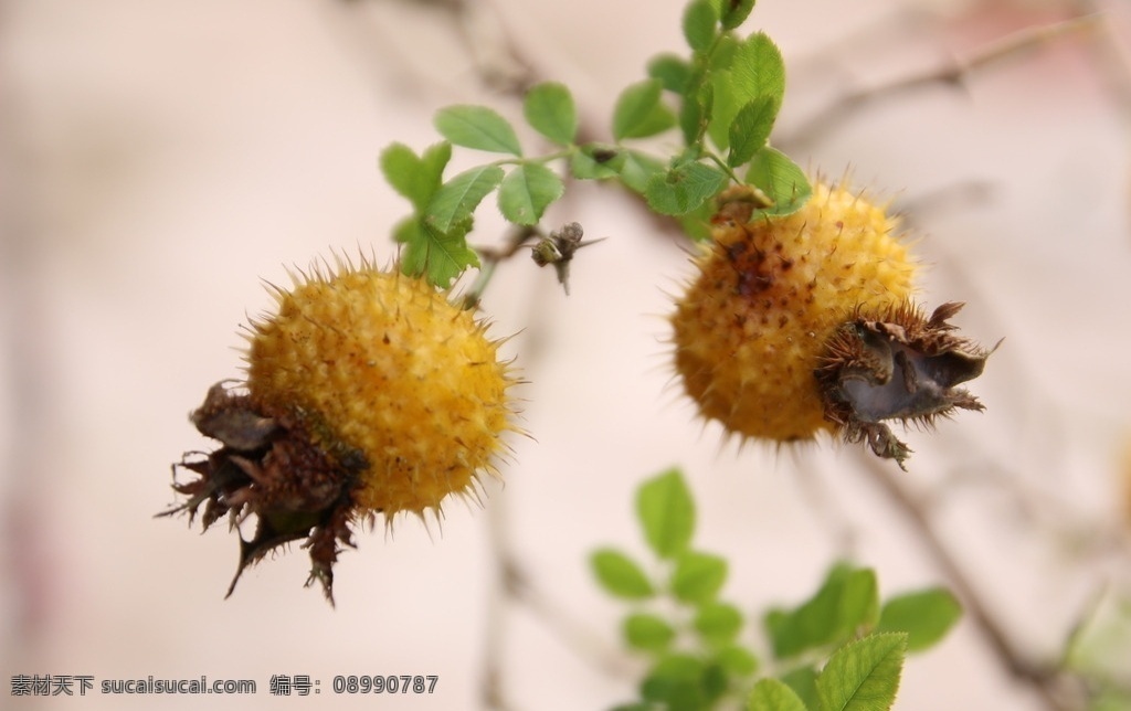 两个 刺梨 只 蜂 植物 果实 蜜蜂 风景 自然 生物世界 花草