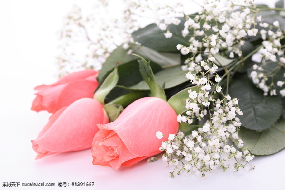 粉色 玫瑰 花束 植物 鲜花 玫瑰花 粉色玫瑰花 浪漫 满天星 花草树木 生物世界