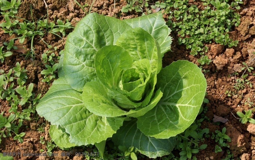 白菜 大白菜 农村白菜 农家白菜 乡村白菜 白菜素材 白菜摄影 白菜图片 青菜 一棵大白菜 高清白菜 秋白菜 菜地 生物世界 蔬菜 大白菜心 菜叶子 生态农业 有机蔬菜 绿色蔬菜 绿色食品 蔬菜种植 大白菜植株