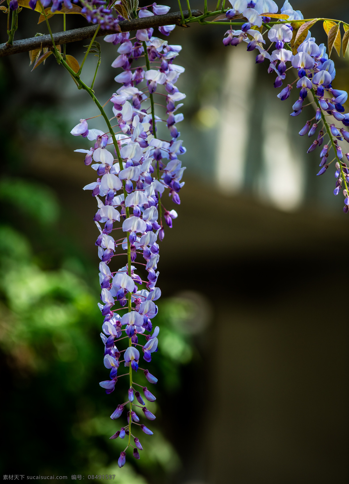 紫藤 紫藤花 植物 花 红花 生物世界 花草
