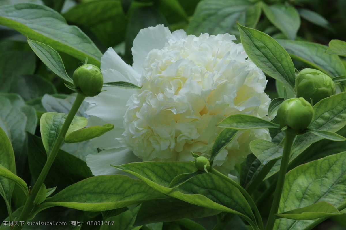 芍药花 芍药 将离 离草 花卉 花儿 花骨朵 花草 植物 园林绿化 绿化景观 花朵 花蕊 芍药牡丹 生物世界