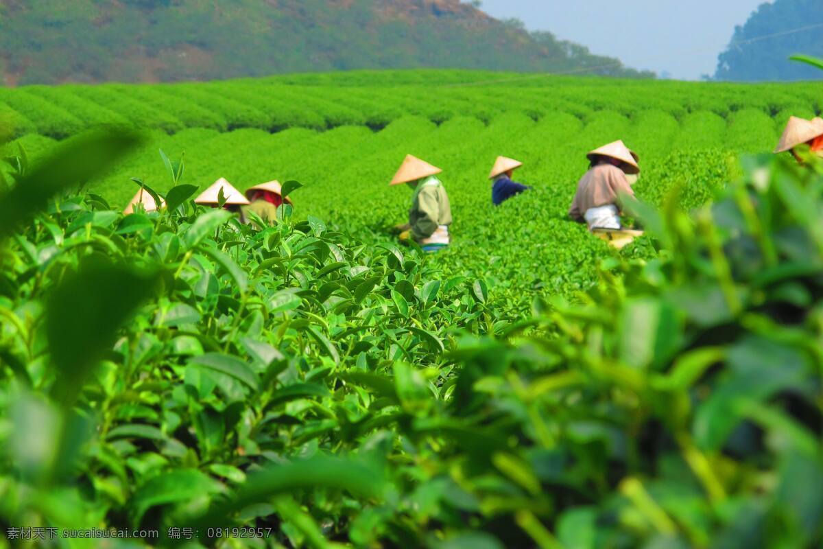 茶园 茶 茶叶 白茶 茶文化 明前茶 手工茶 安吉白茶 绿茶 自然景观 田园风光