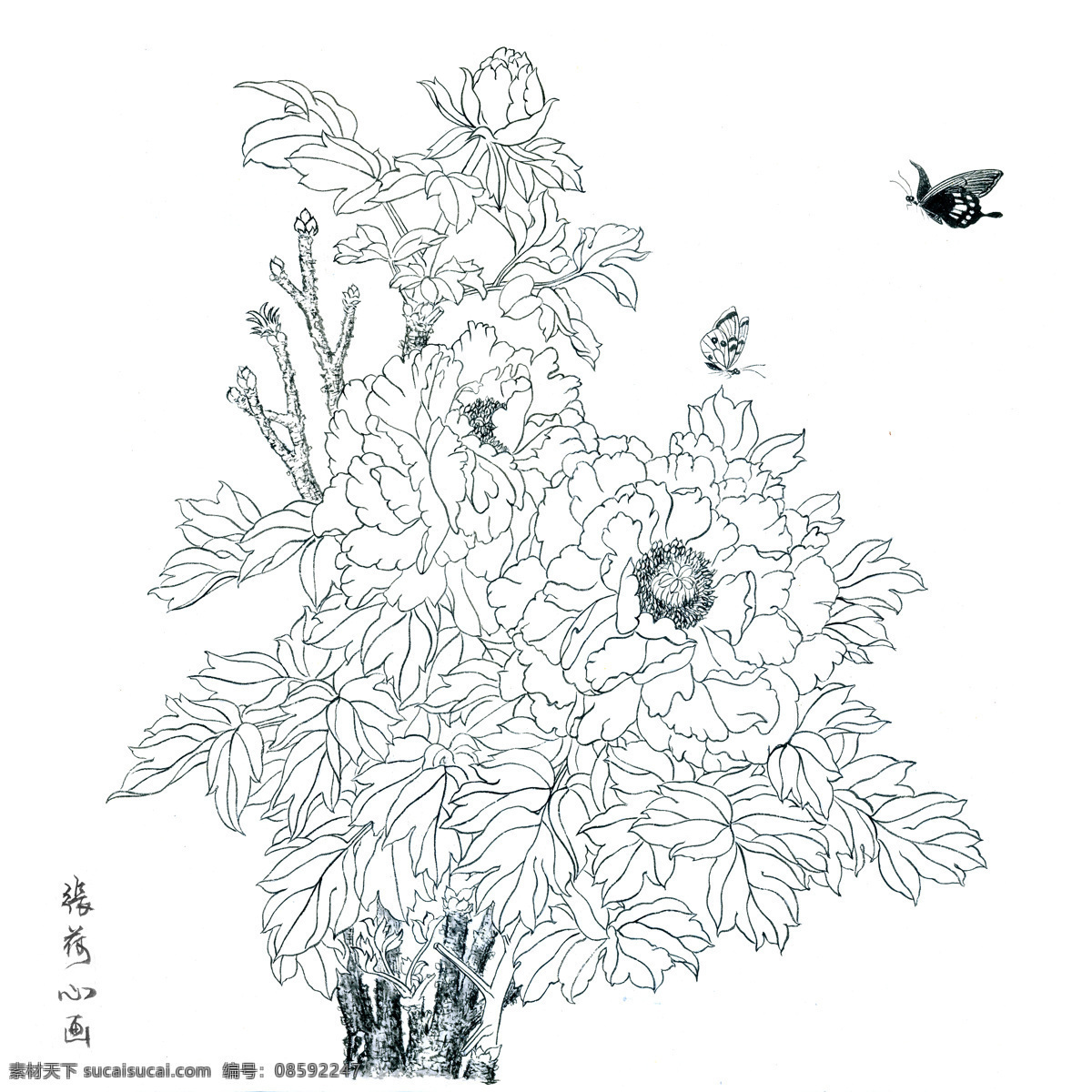 张荷心的白描 白描牡丹 国画 工笔画稿 白描 花鸟 牡丹 文化艺术 绘画书法 设计图库 雍容华贵 国花 美术绘画 矢量图库