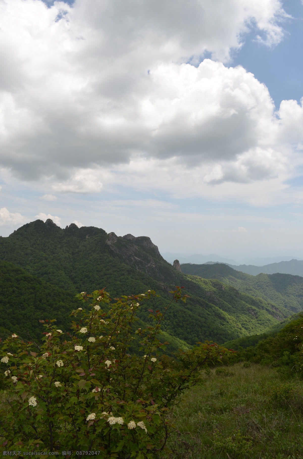 高山风景 秦岭 户外 大山 群山 蓝天 夏天 绿色 植被 远山 白云 云海 阳光 光影 灌木 草地 小竹 竹海 野花 盛开 白花 秦岭山水 自然风景 自然景观