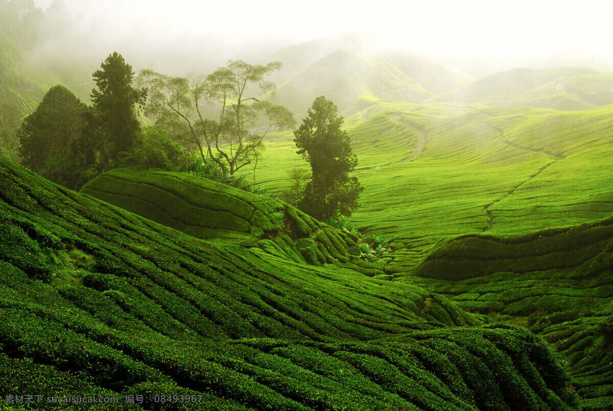 茶山茶园 茶山 茶园 朦胧 晨雾 茶 种茶基地 种植 农业 青翠 摄影图片 现代科技 农业生产