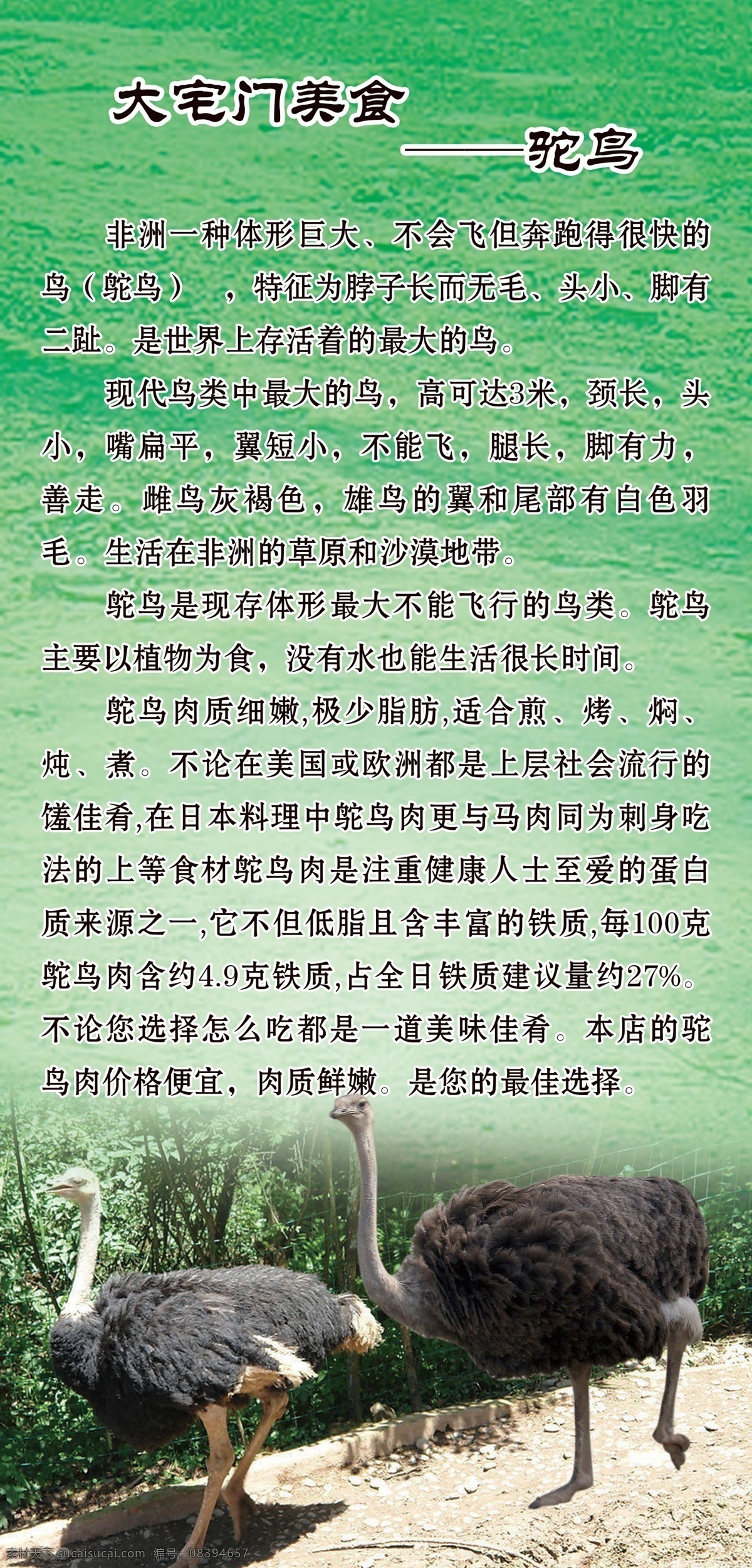 美食之驼鸟 美食 驼鸟 野味 美食简介 分层 源文件库