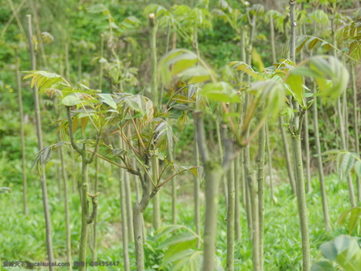 香椿基地 香椿种植 种植基地 树 香椿树 生活百科 生活素材