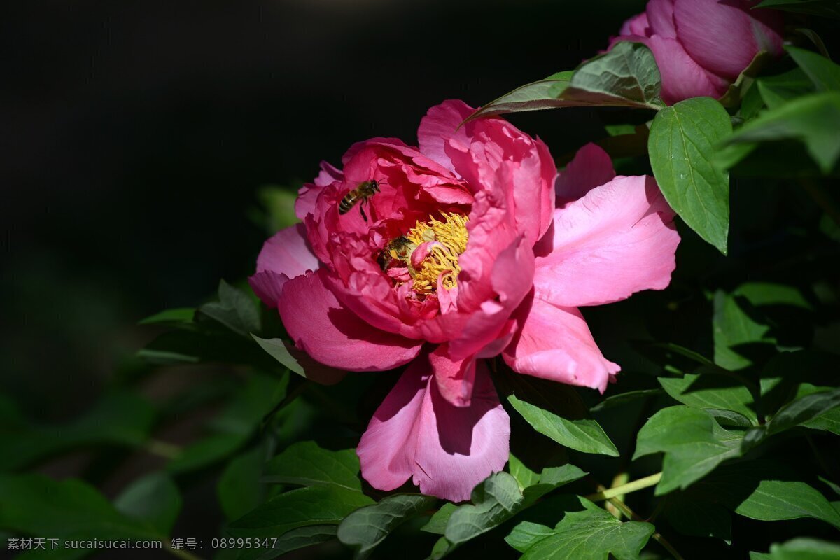 高清 粉色 牡丹花 粉色牡丹 粉色花朵 鲜花 粉花