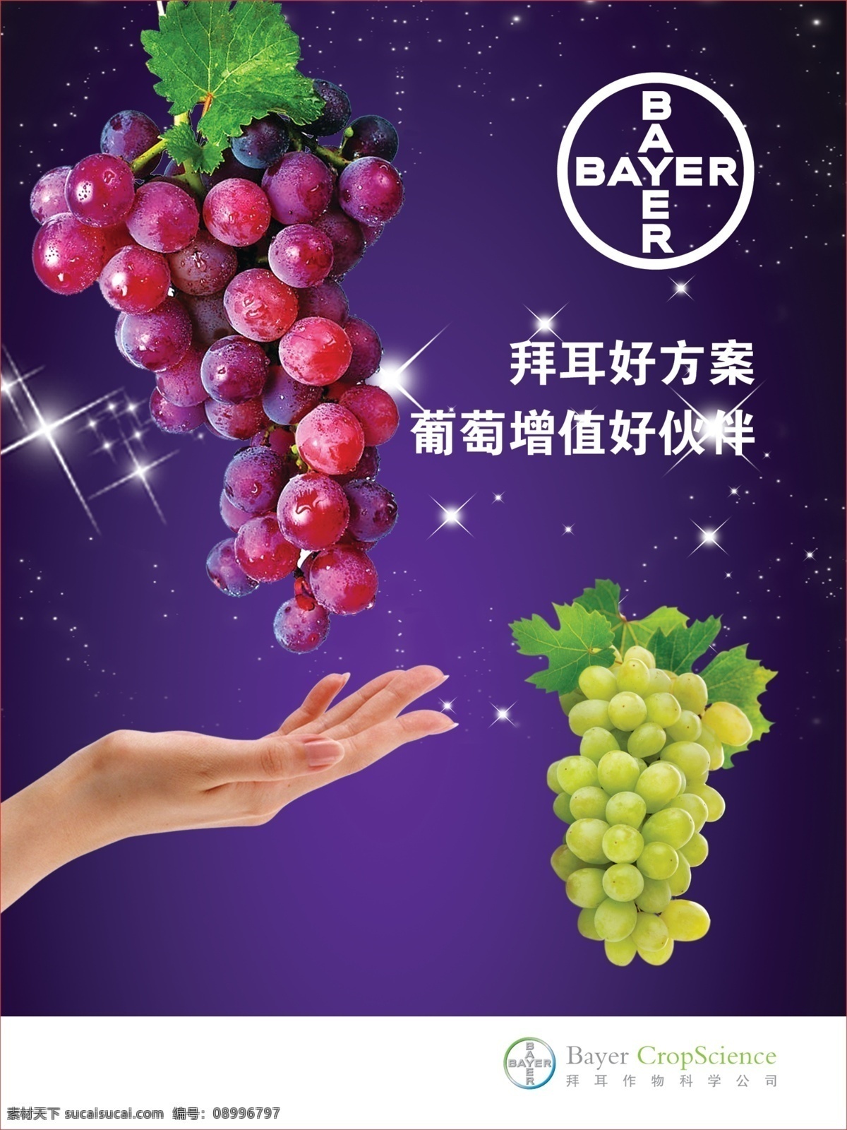 拜耳海报 拜耳 葡萄 葡萄增值 好伙伴 作物 农作物 作物科学 广告设计模板 源文件