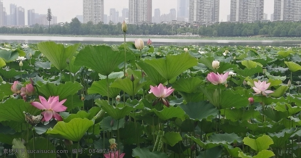 沙湖莲花池 沙湖 莲花池 湖水 湖 荷 荷花 荷叶 湖边 自然景观 自然风景