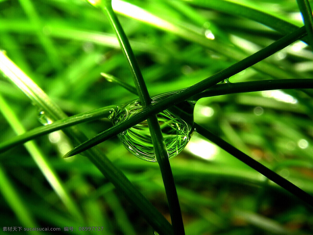 300 高清晰 绿叶 摄影图库 生物世界 树木树叶 树叶 水滴 特写 叶子 上 叶子上的水滴 植物 植物叶子 田园风光 psd源文件