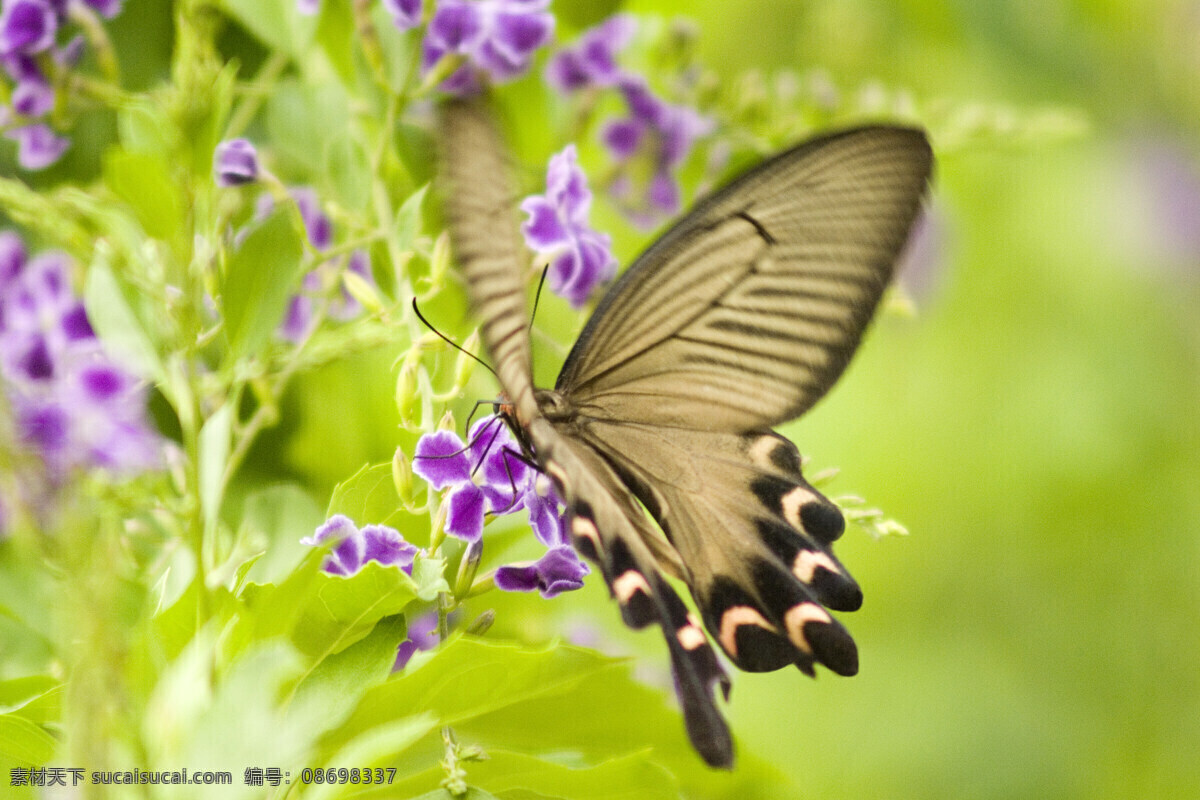 漂亮 蝴蝶 昆虫 摄影图库 生物世界 漂亮蝴蝶