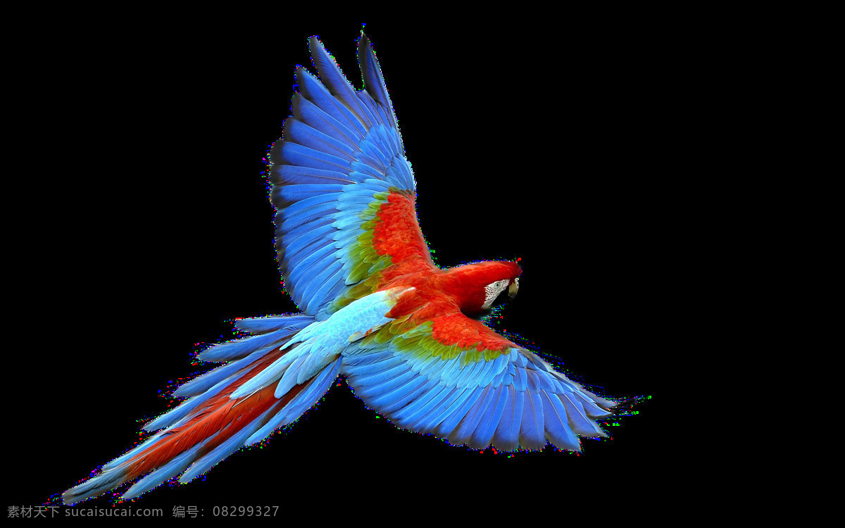 彩色 飞舞 小鸟 元素 png元素 飞行 免扣元素 鸟类 透明素材 鹦鹉