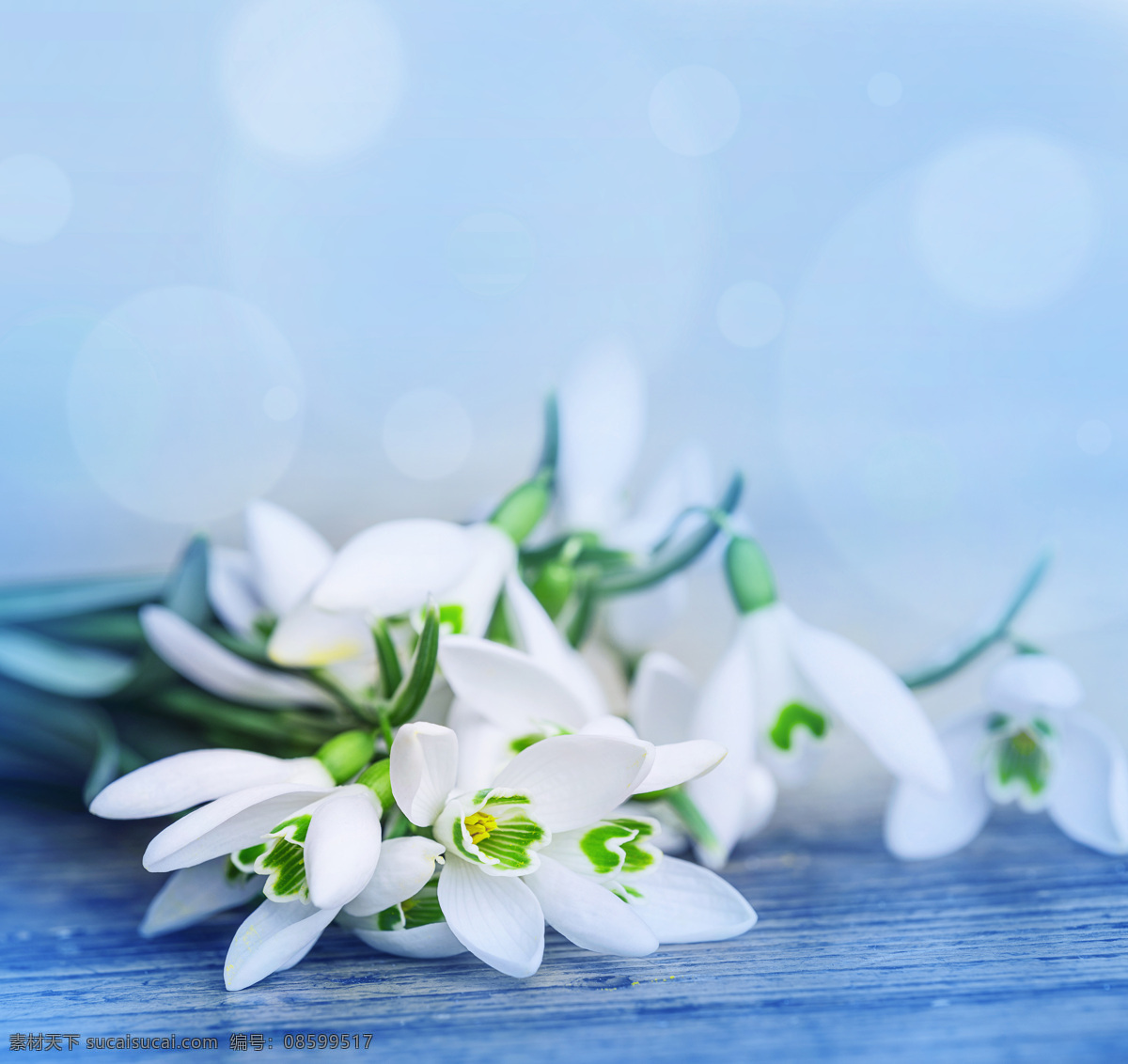 雪 滴 花 雪滴花 美丽花朵 鲜花背景 花卉 花草树木 生物世界