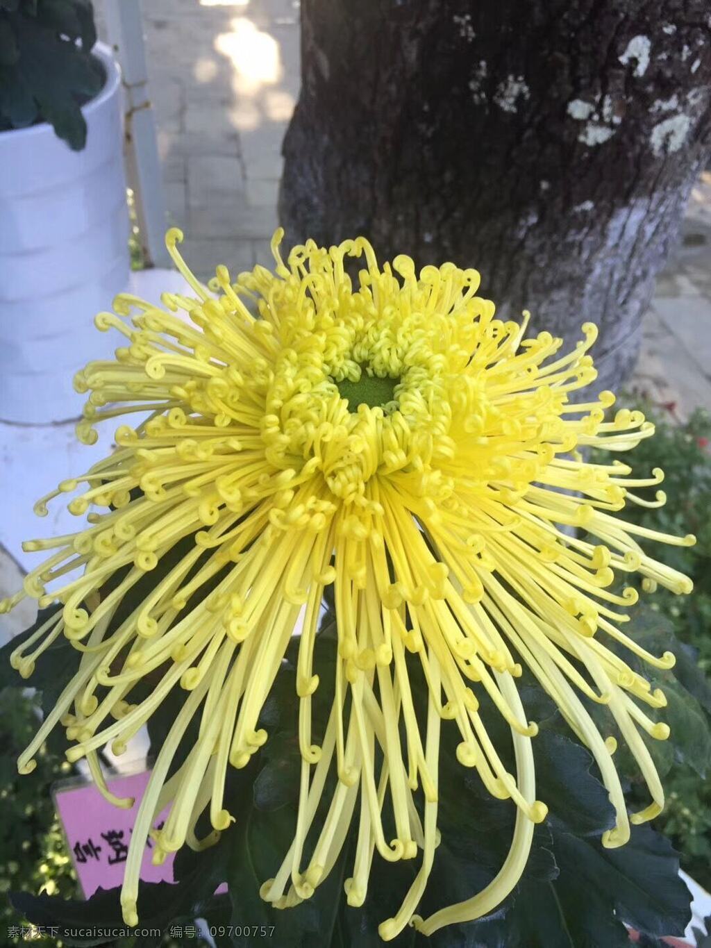 秋日菊花 秋日 菊花 拍摄 照片 景色 自然景观 田园风光