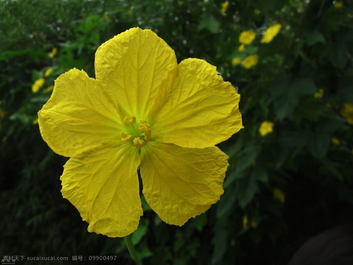 丝瓜 花 花草 花朵 黄花 绿色 绿叶 生物世界 盛开 丝瓜花 植物 蔬菜 夏季 植物花卉 鲜花 风景 生活 旅游餐饮