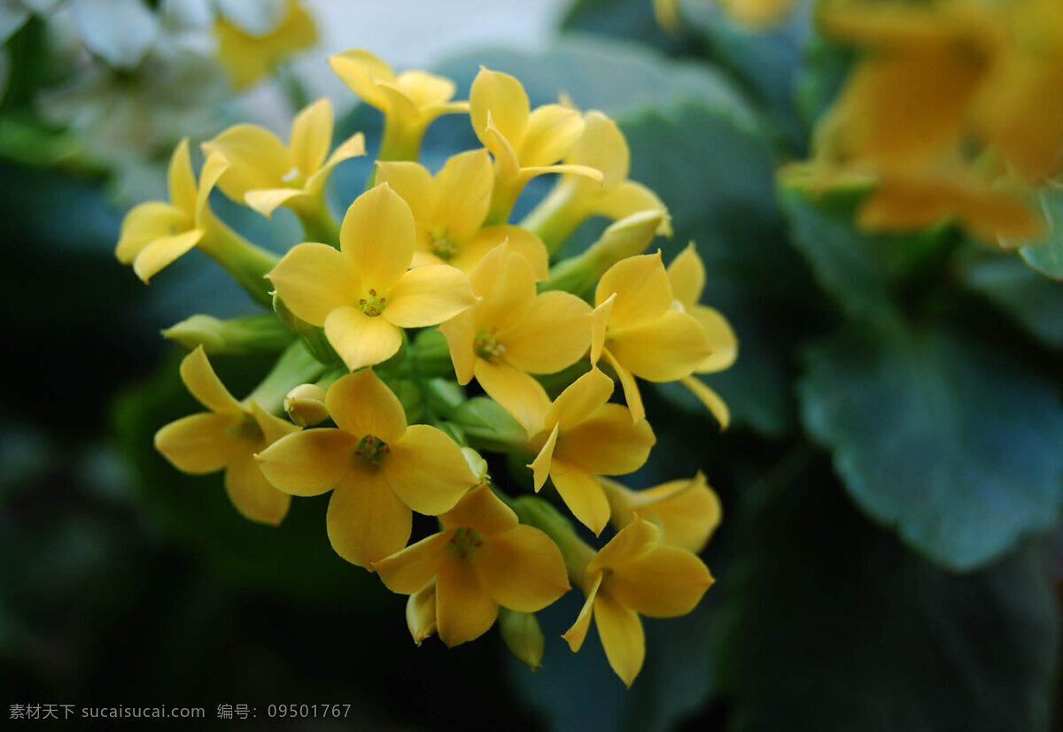 美丽 长春花 春天 春天的花 花草 生物世界 小花 小黄花 美丽长春花 psd源文件