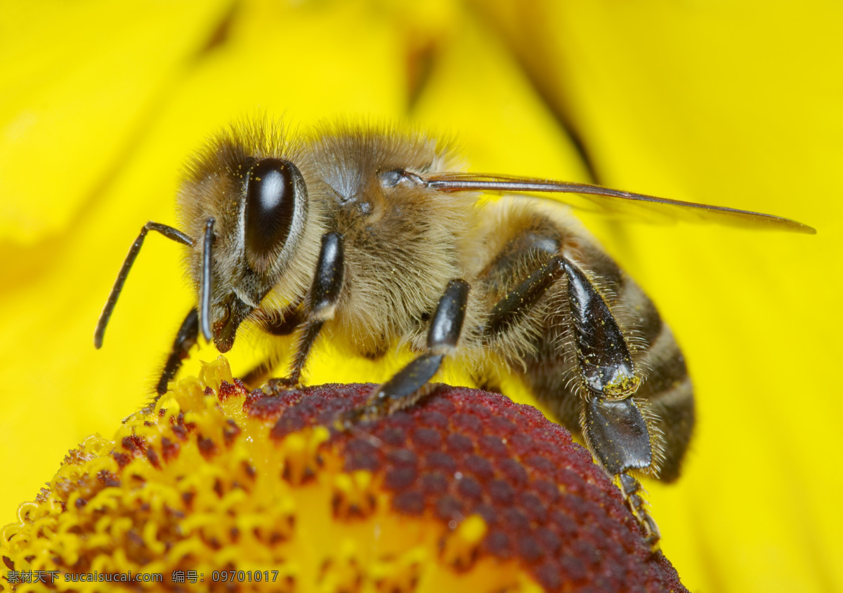 采 蜜 蜜蜂 采蜜 美丽鲜花 花朵 动物世界 昆虫世界 生物世界