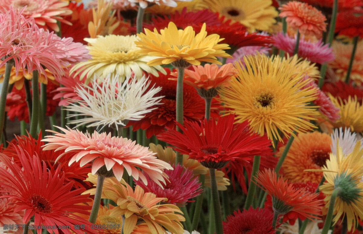 雏菊 菊花 野花 花卉 鲜花 花朵 鲜花背景 美丽风景 摄影图 花草树木 生物世界 红色